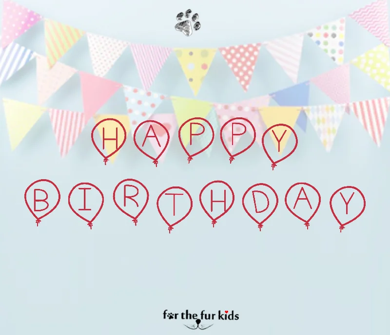 Birthday Box: Assorted Dog Box by For The Fur Kids